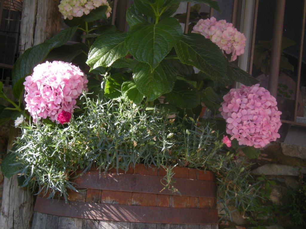 Lasmari'S Bouquet Hostal Sykopetra Exterior foto